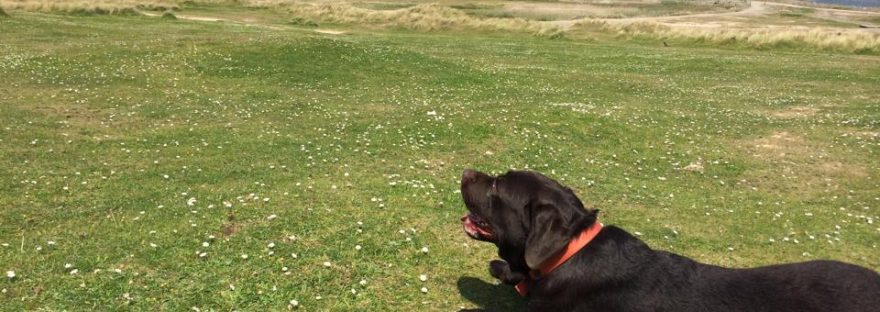 Gwithian Towans dog walk