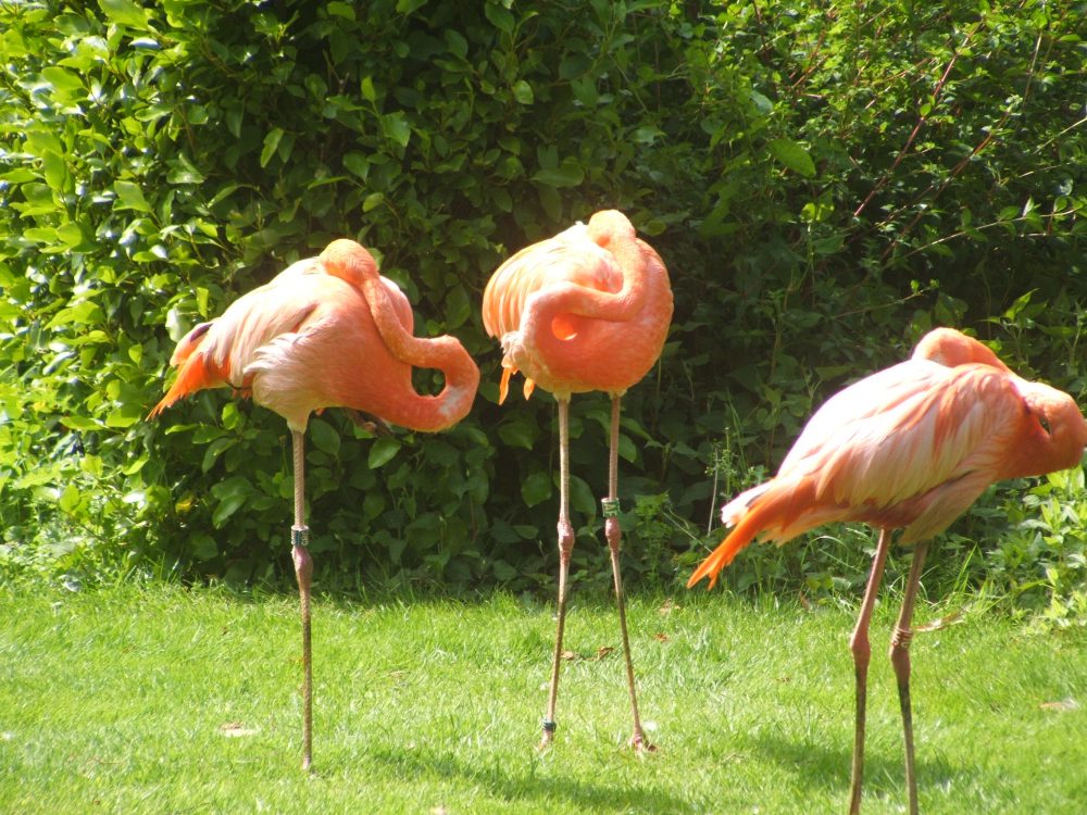 Paradise Park, Hayle, Cornwall