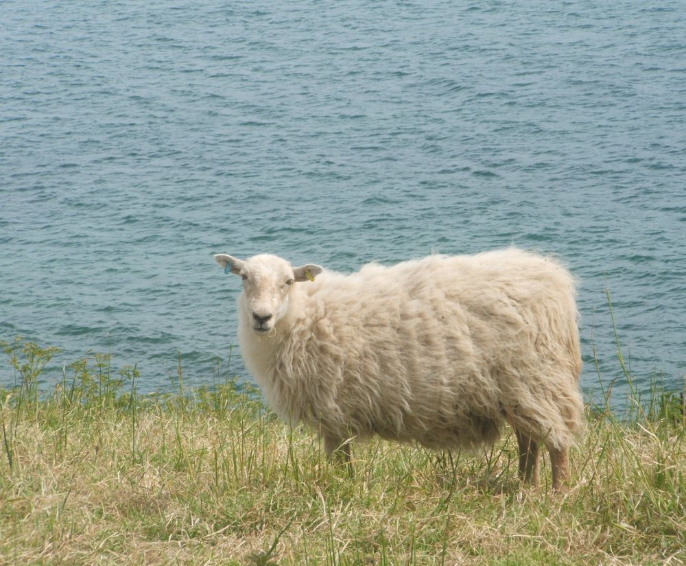 st mawes castle grounds