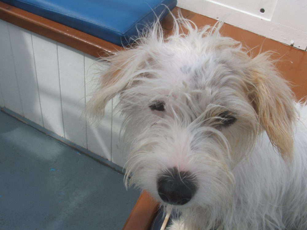 st mawes ferry