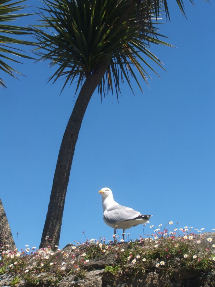 st ives, cornwall