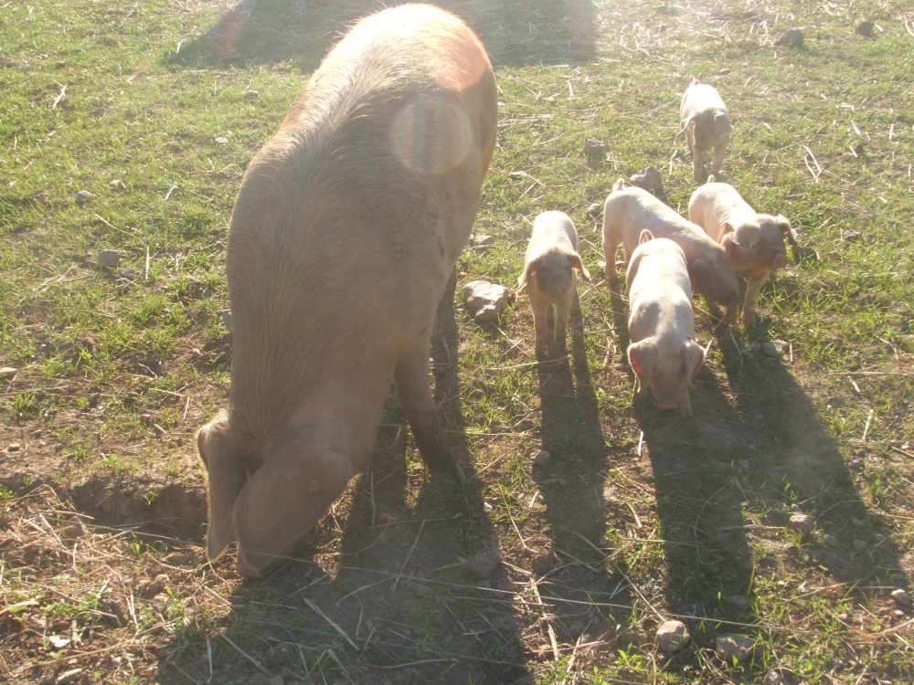 animals at trevaskis farm