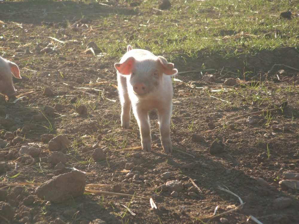 animals at trevaskis farm
