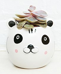 panda planter from urban outfitters