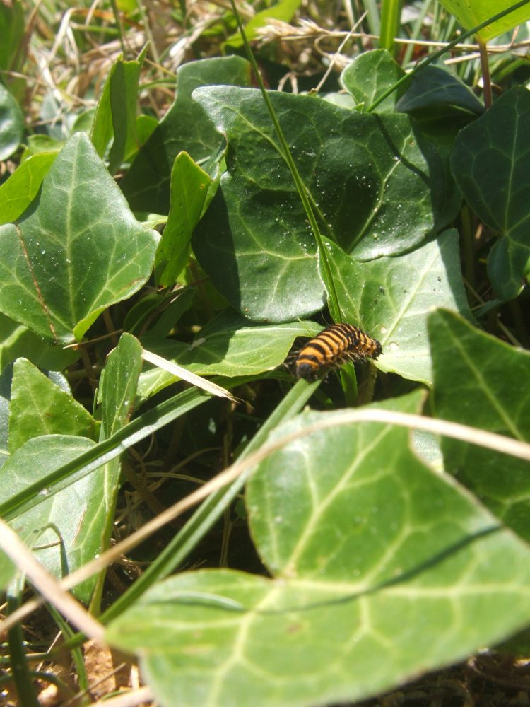 caterpillar
