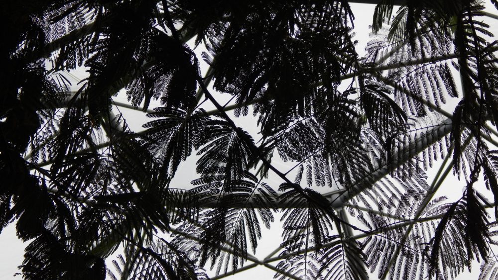 The Eden Project
