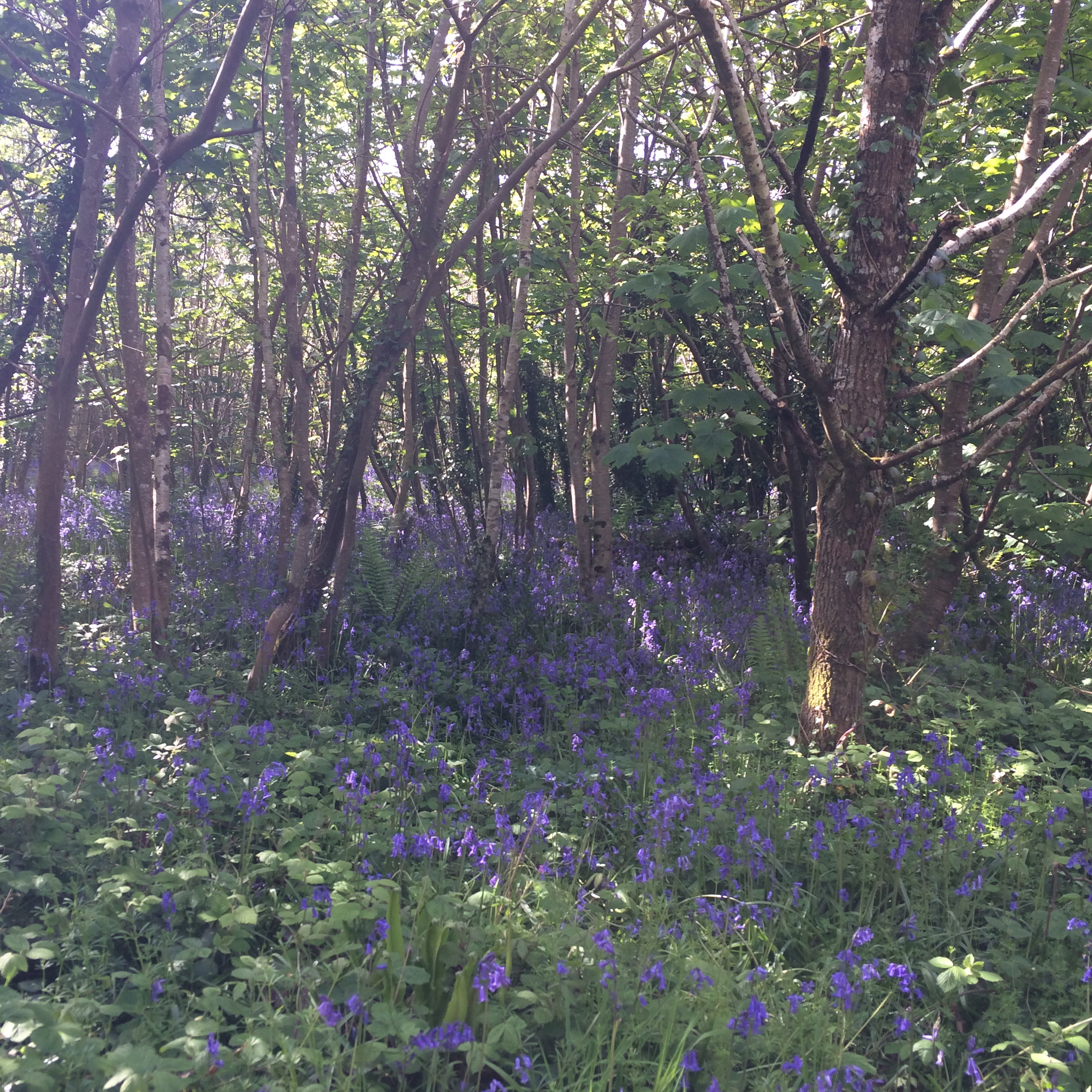 Tehidy Woods, Cornwall