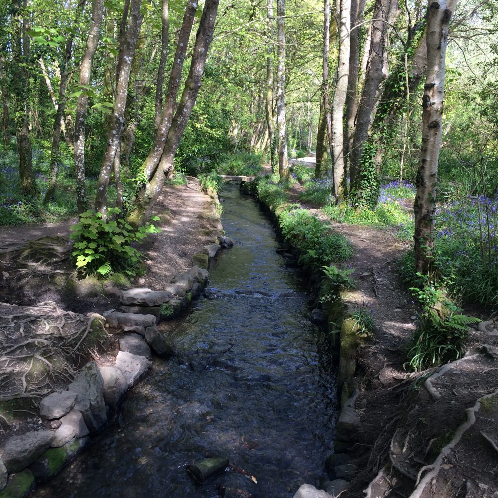 Tehidy Woods, Cornwall
