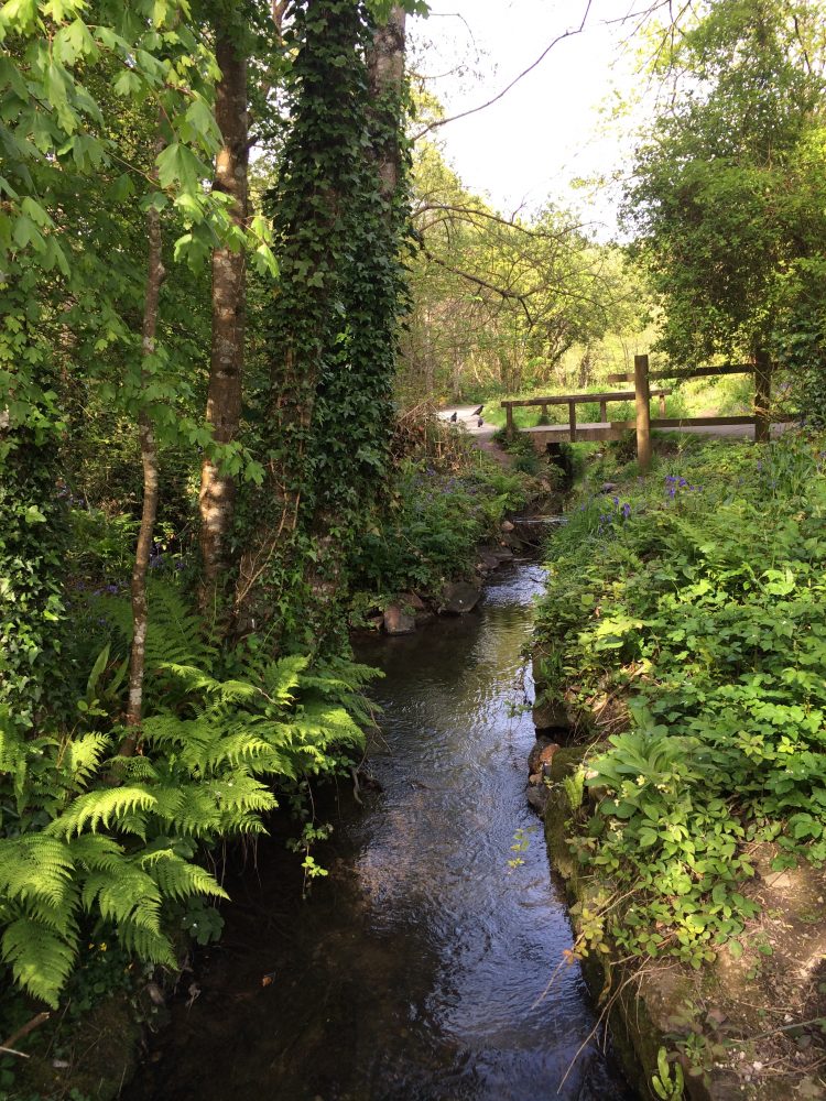 Tehidy Woods, Cornwall