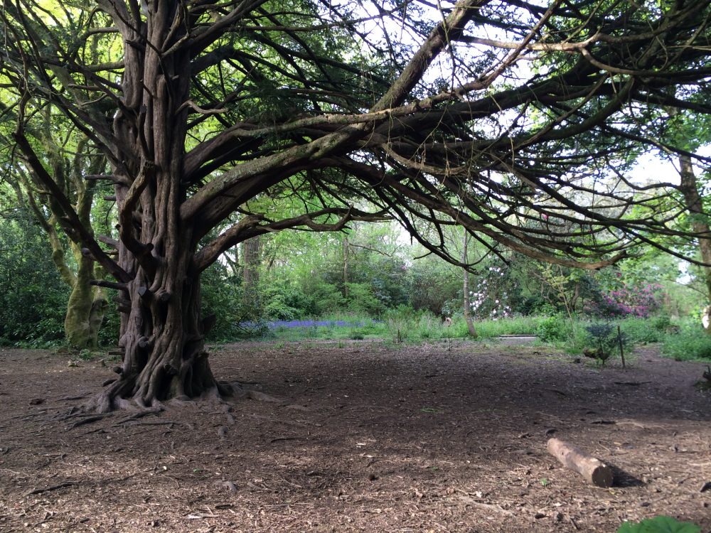 Tehidy Woods, Cornwall
