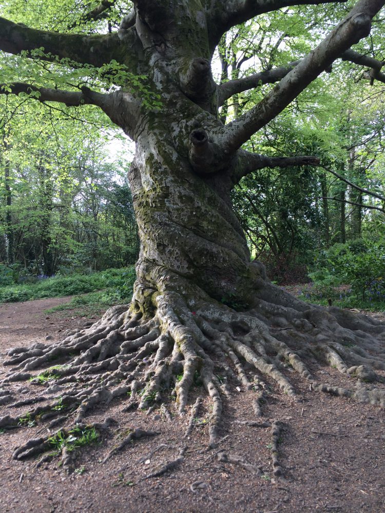 Tehidy Woods, Cornwall
