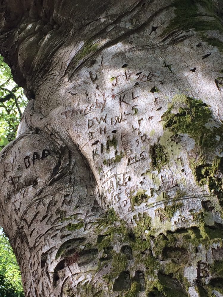 Tehidy Woods, Cornwall