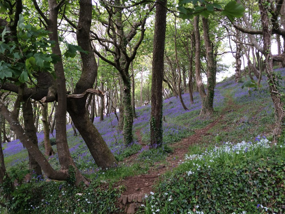 Bluebell Dell, Penzance, Cornwall