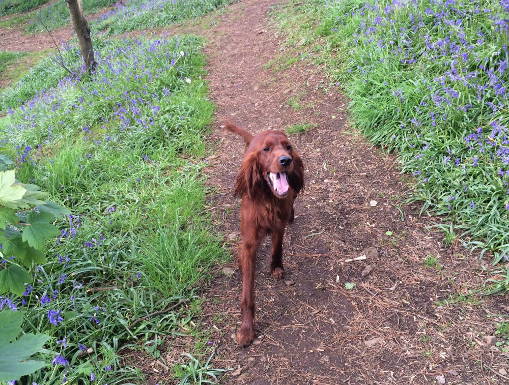 Bluebell Dell, Penzance, Cornwall