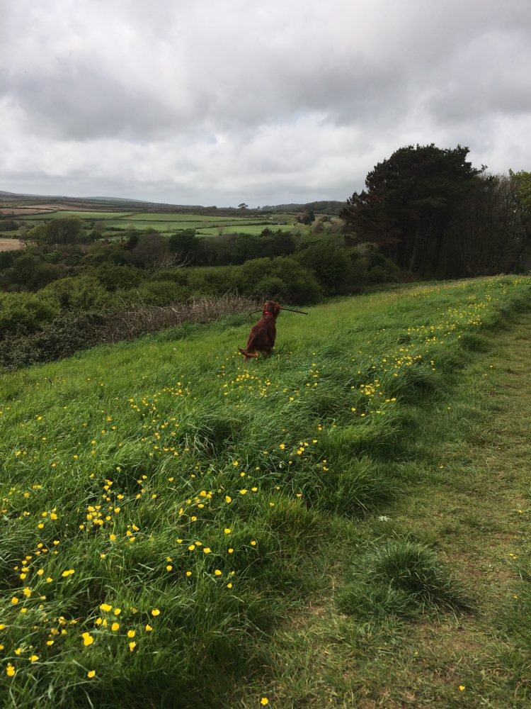 Bluebell Dell, Penzance, Cornwall