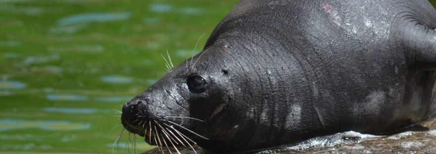 seal sanctuary