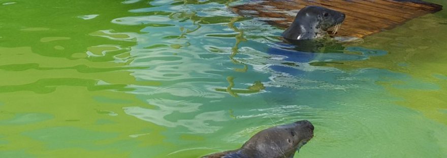 seal sanctuary