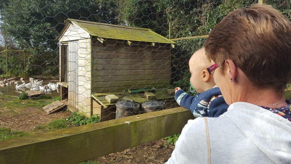 Trevaskis Farm animals