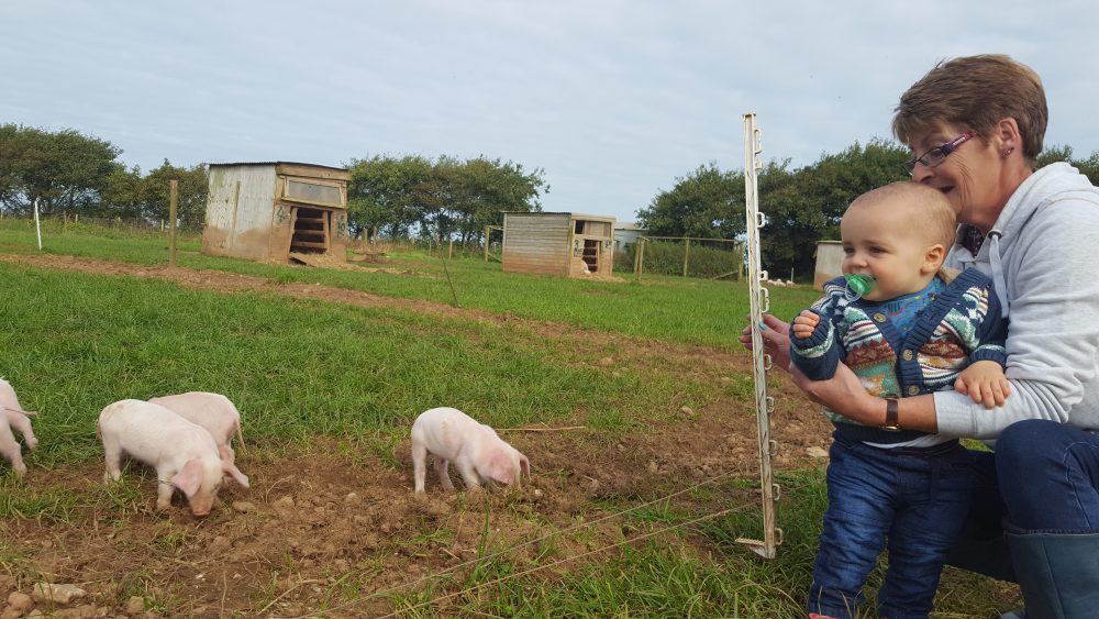 Trevaskis Farm animals