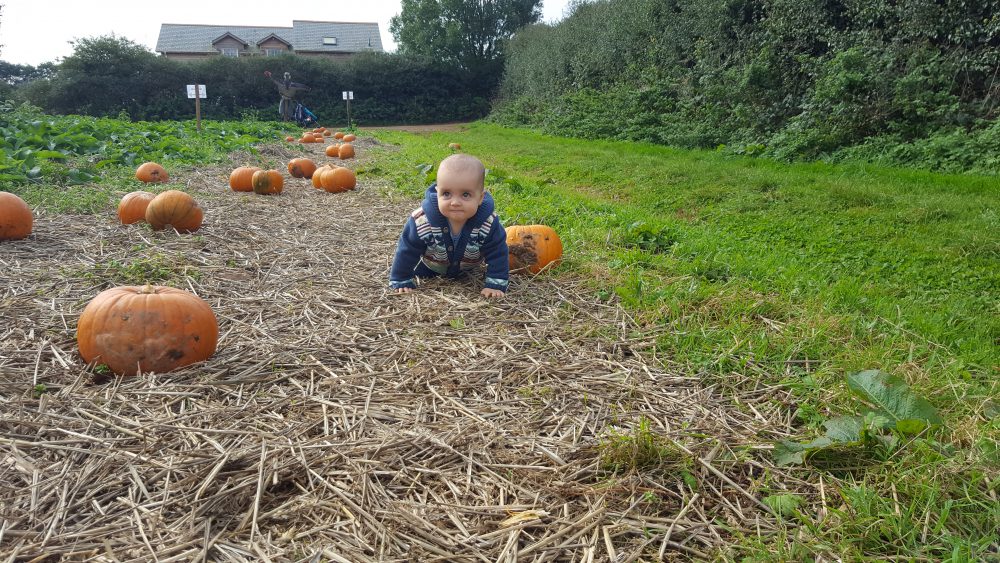Trevaskis Farm pumpkin patch