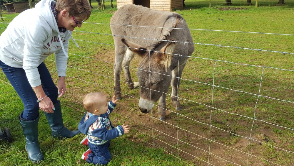 Trevaskis Farm animals