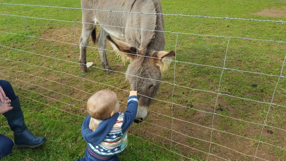 Trevaskis Farm animals