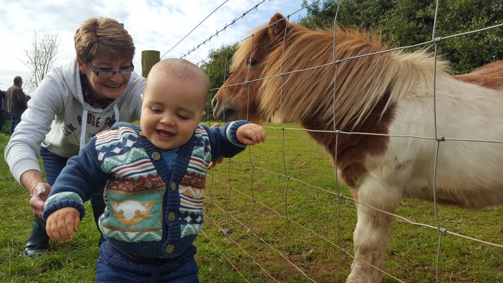 Trevaskis Farm animals