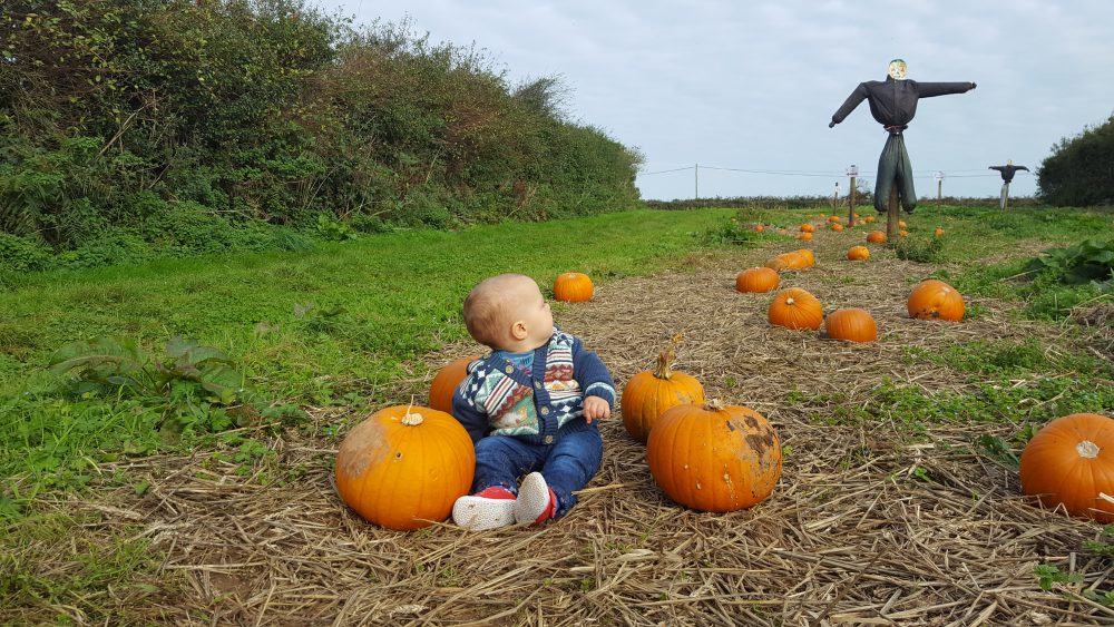 trevaskis farm pumpkin patch
