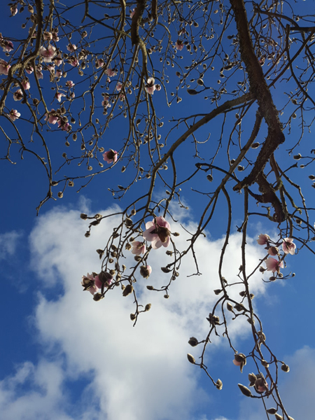 spring 2017