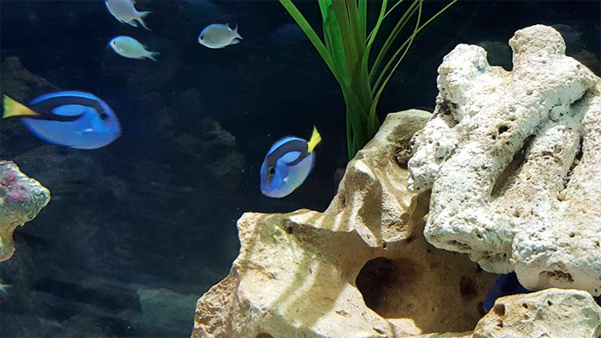 Blue Reef Aquarium Newquay