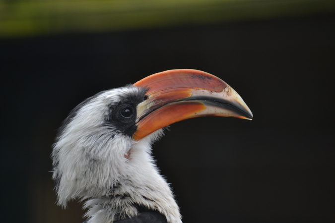 newquay zoo