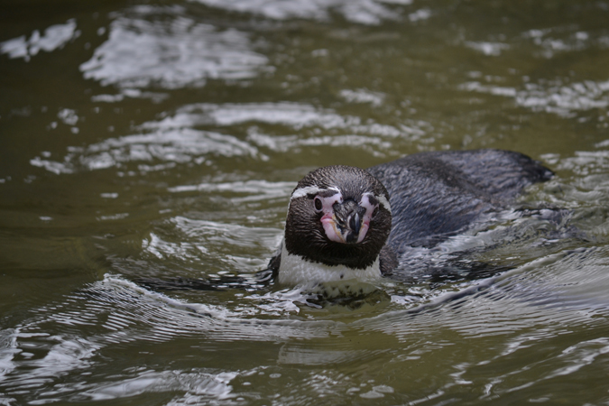 newquay zoo