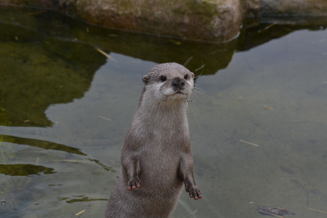 newquay zoo