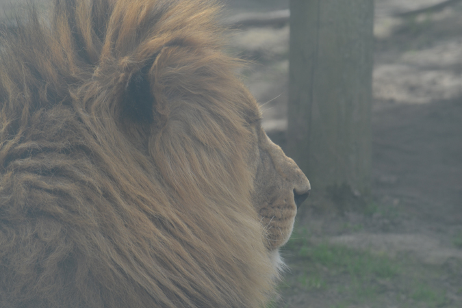 newquay zoo