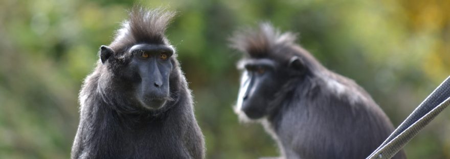 newquay zoo