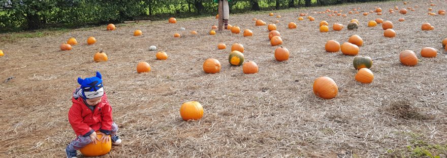 Trevaskis Farm pumpkin patch 2018