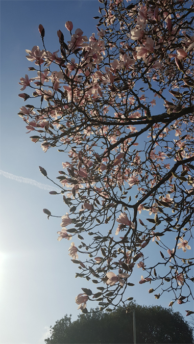 Spring 2019