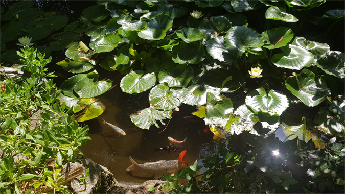 Fish pond, Morrab Gardens