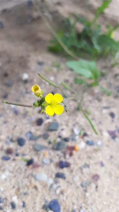 Yellow flower