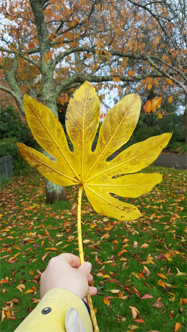 Autumn leaves