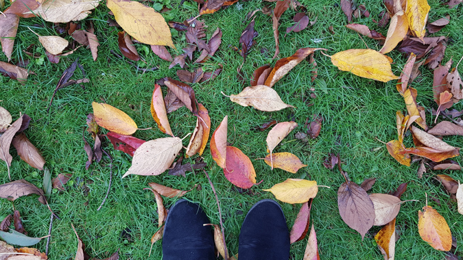 Autumn leaves