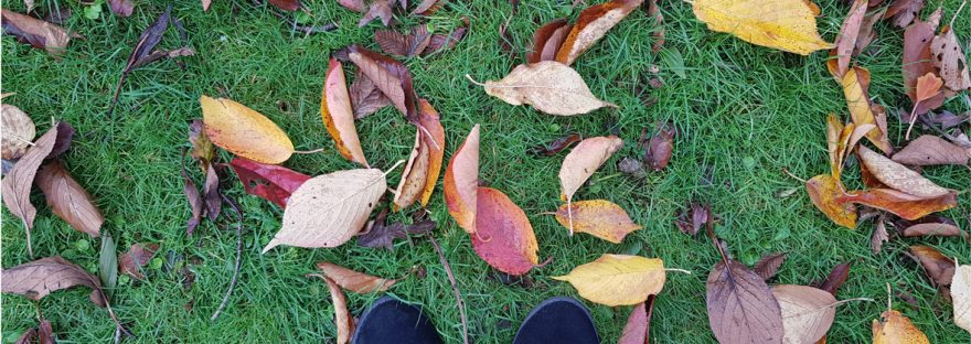Autumn leaves