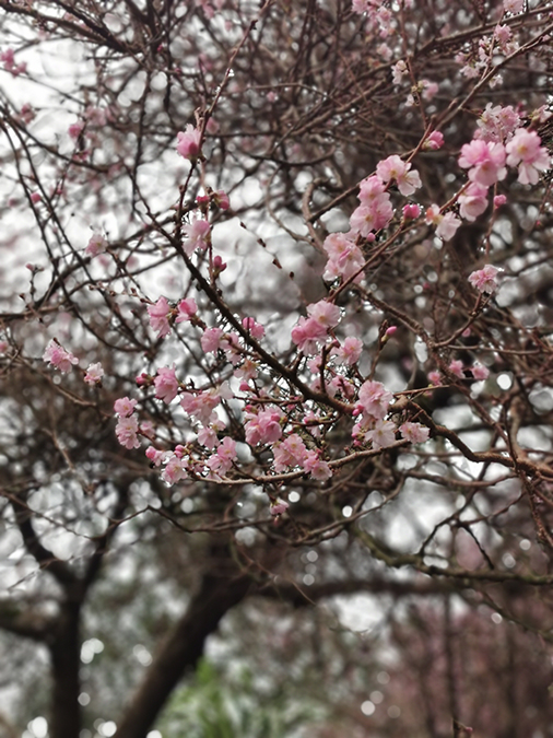 Blossoms