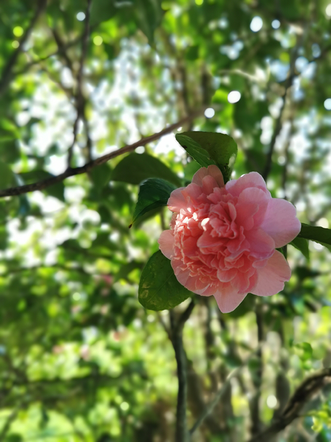 Nature walk