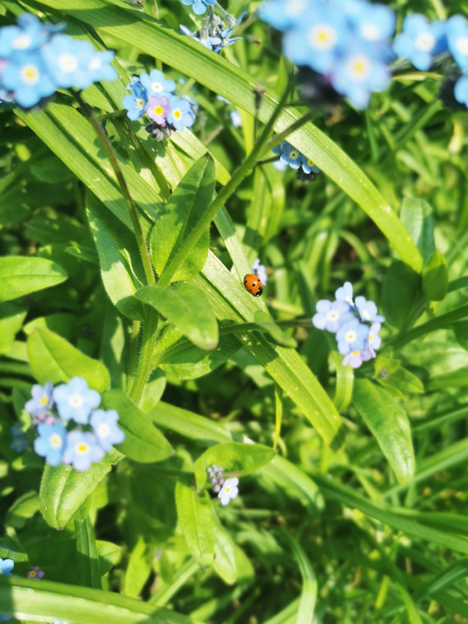 Mindfulness in nature