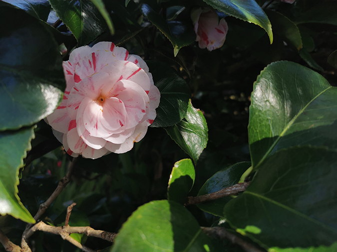 Mindfulness in nature