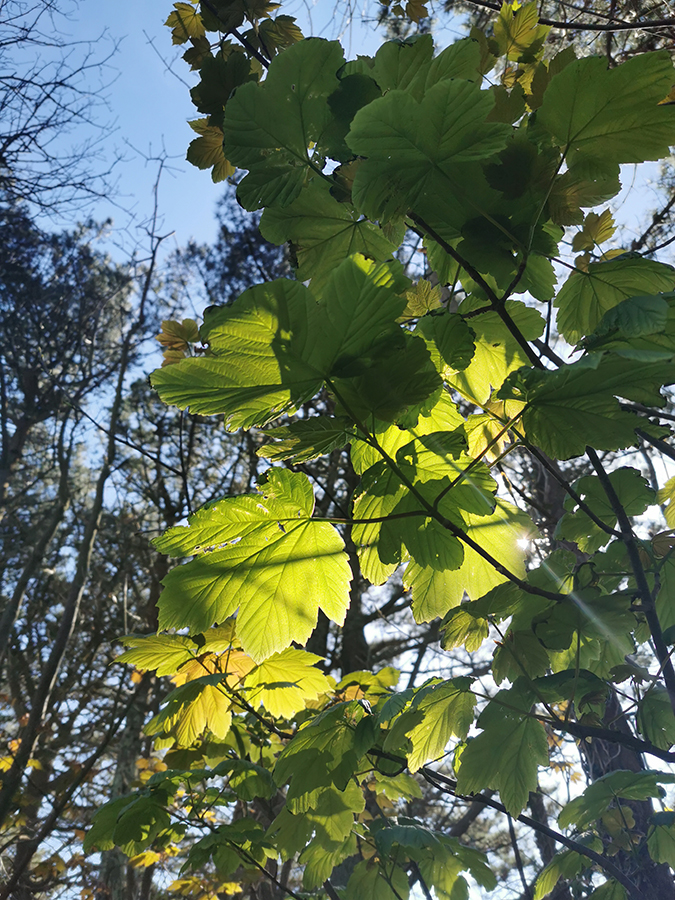 Mindfulness in nature