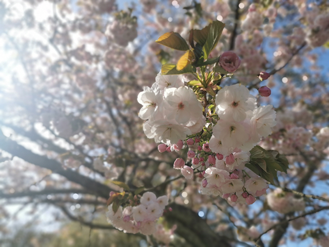 Mindfulness in nature