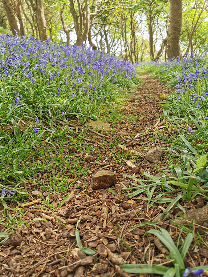 Bluebells