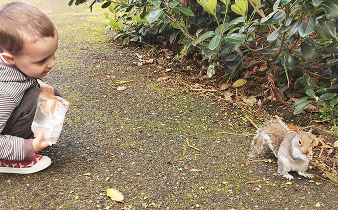 Squirrel